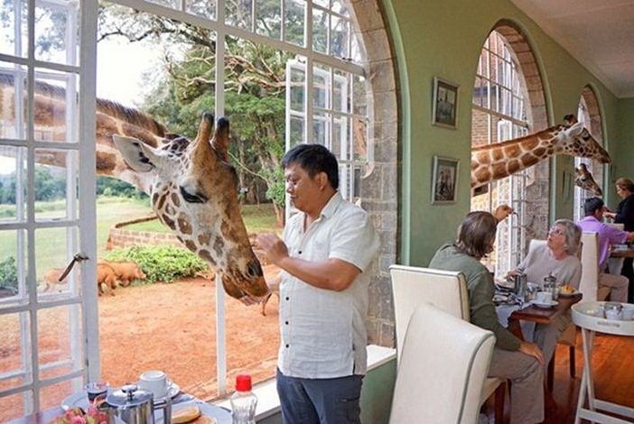Khách sạn hươu cao cổ Giraffe Manor ở Kenya thu hút du khách bởi phong cách dân dã gắn kết với thiên nhiên. Tới đây, du khách được thỏa sức chụp hình, ngắm vuốt những chú hươu cao cổ thân thiện.